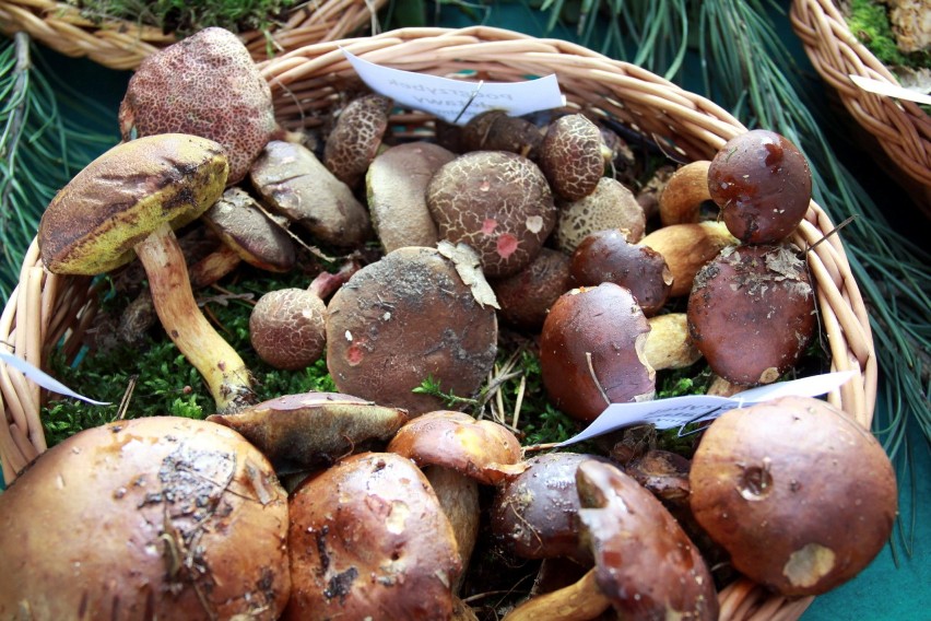 Jak odróżnić grzyby trujące od jadalnych? Wystawa w sanepidzie (ZDJĘCIA)
