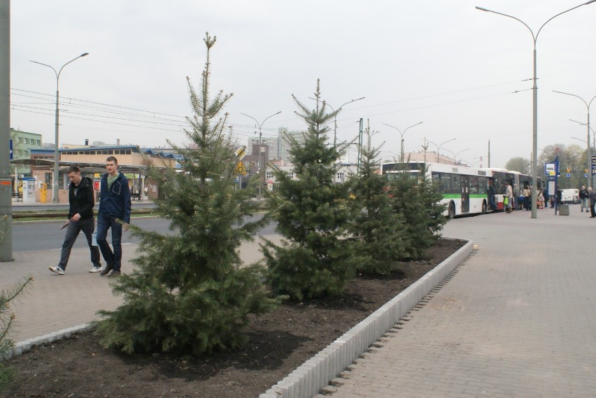 W piątek na Placu Wolności pojawiły się kolejne choinki