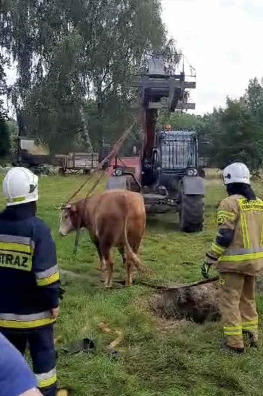 Krowa wpadła do studni, a jelonki do wykopu. Dolnośląscy strażacy w akcji - zobacz zdjęcia