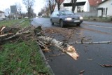W Bytomiu wichura przewróciła drzewa, uszkodziła sieci trakcyjne