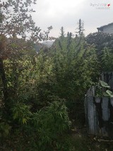 Jastrzębie Górne: plantacja konopi indyjskich w ogrodzie. Policja zatrzymała hodowców. Znaleziono 8 kg marihuany!