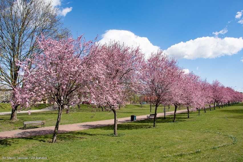 Wiosna 2020 w Białymstoku. Kwitną kwiaty i drzewa