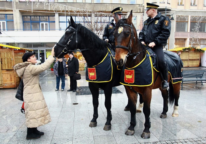 Nowy koń straży miejskiej w Łodzi