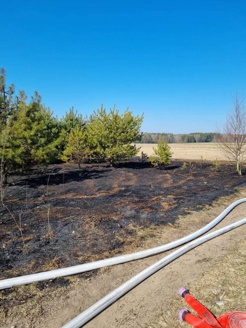 Dzięki szybkiej reakcji nastolatka, strażacy ugasili pożar lasu [zdjęcia]