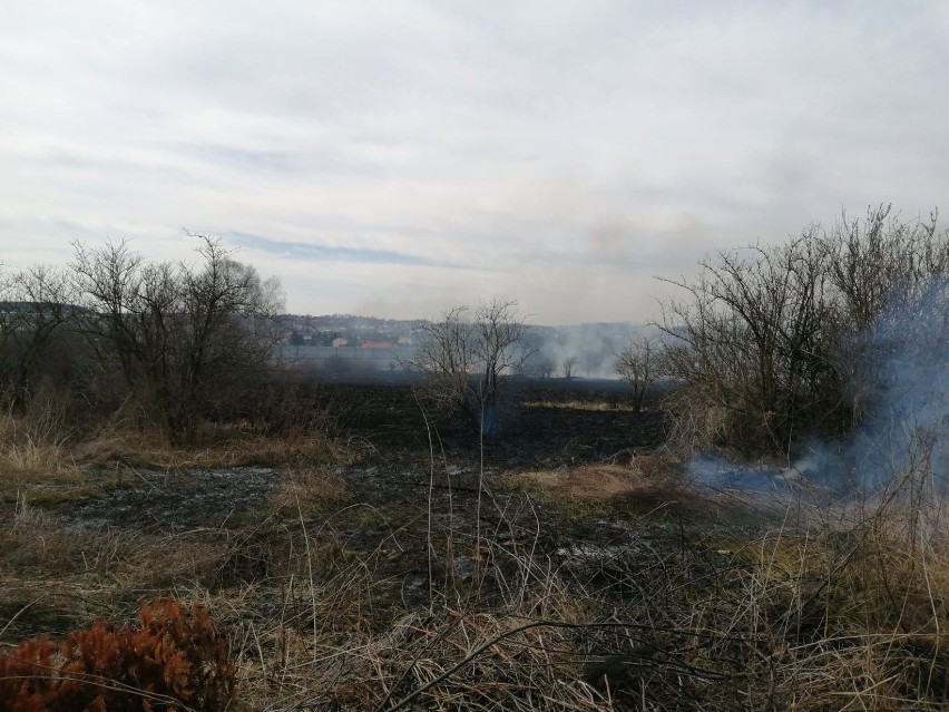 Luszowice. Kolejny pożar traw. Rozpoczęła się plaga podpaleń [ZDJĘCIA]