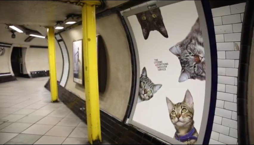 Koty opanowały metro. Zastąpią reklamy na londyńskiej stacji...