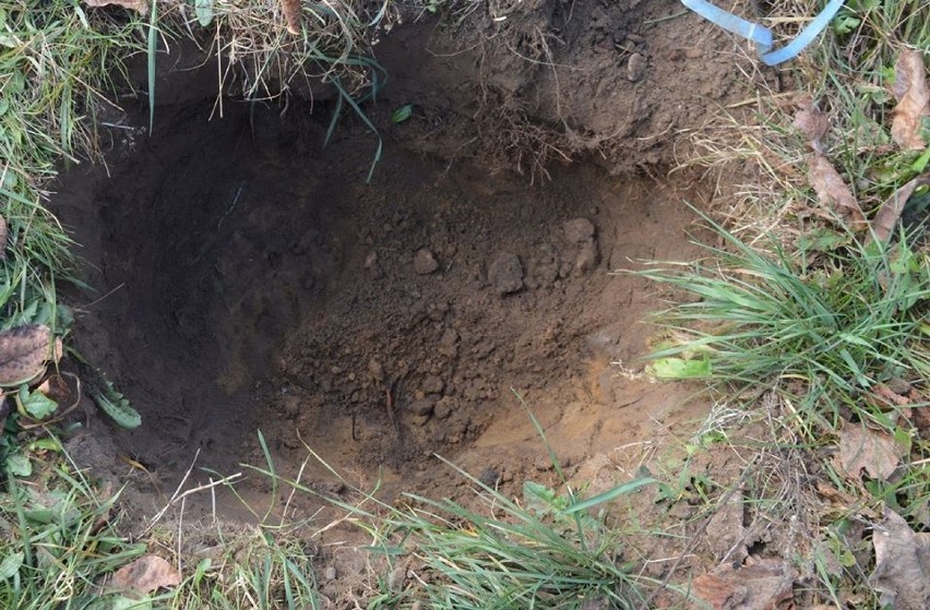 Szczątki kundelka odkopano na posesji
