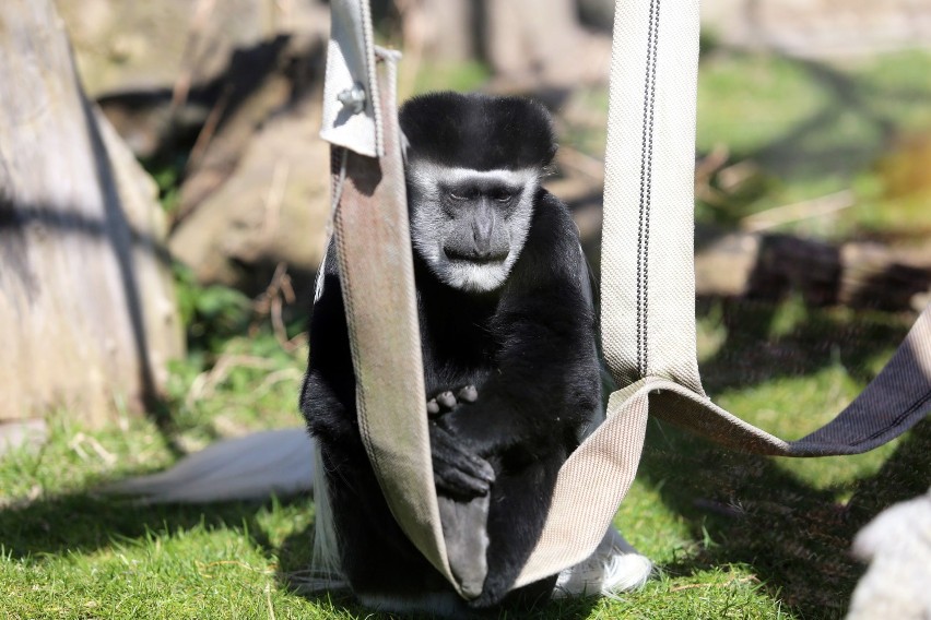 Zwierzęta w Śląskim Ogrodzie Zoologicznym