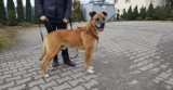Lacosta z przytuliska dla zwierząt w Gołuchowie wciąż z nadzieją czeka na ludzi, którzy go pokochają
