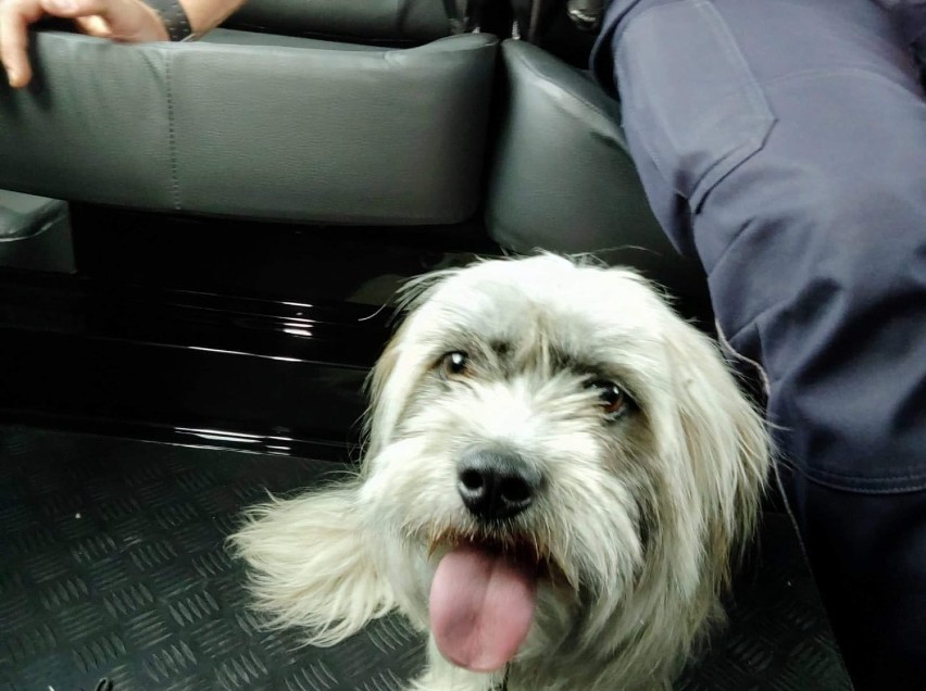 Pies przywiązany do znaku drogowego w Przegini. Policja szuka sprawcy