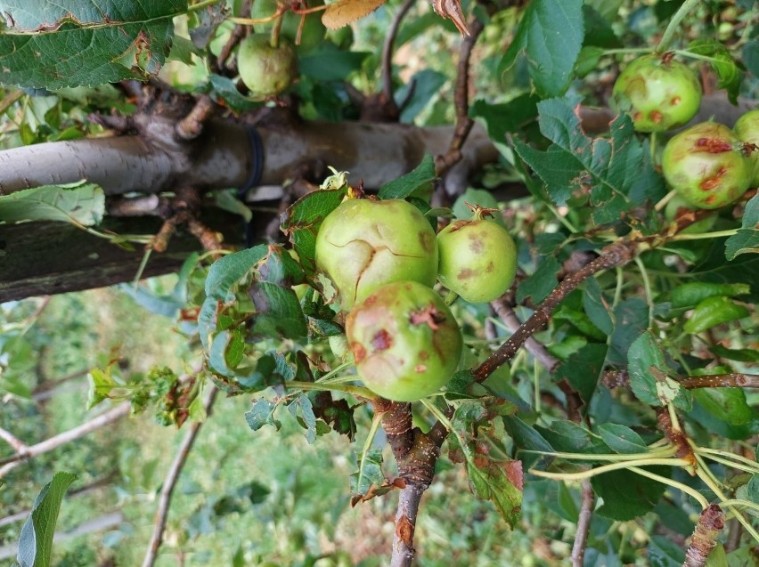 Tak wyglądały jabłka w jednym z sadów na terenie gminy Łącko...