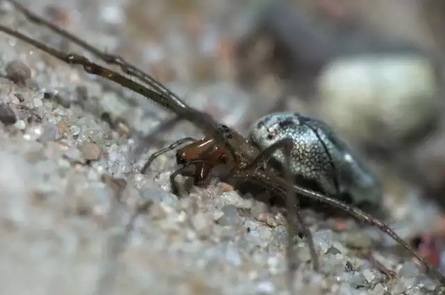 Kwadratnik trzcinowy -samica (Tetragnatha extensa)