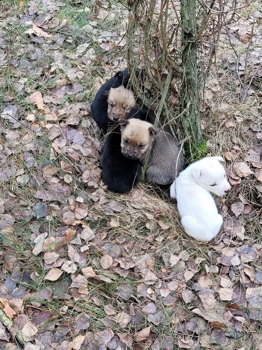 Wyrzucone szczeniaki znalezione pod drzewem. Trwa zbiórka na jedzenie [ZDJĘCIA]