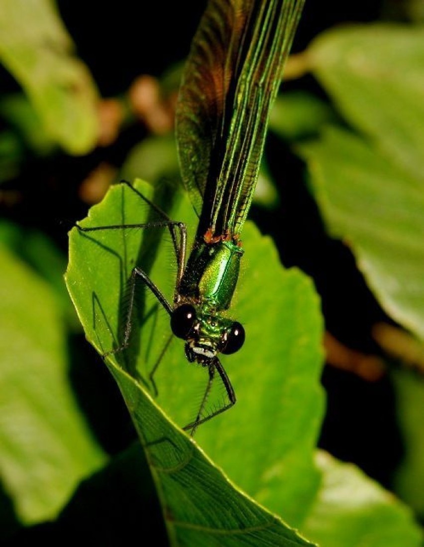 Świtezianka błyszcząca (Calopteryx splendens)