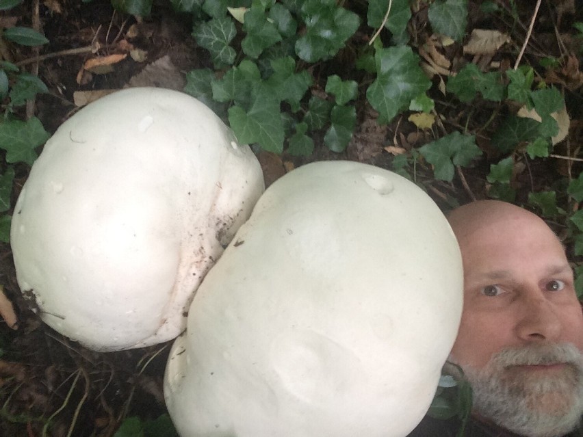 To jeden z największych grzybów, jakie rosną w Polsce, bo...