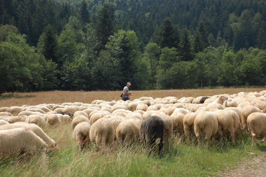 Wypas owiec na łąkach po dawnej wsi Nieznajowa w Magurskim...