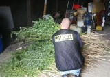 Plantacja marihuany znaleziona przez sieradzkich policjantów. Funkcjonariusze wycięli ponad 700 krzewów