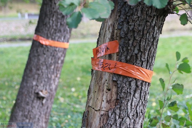 W Parku in. Henryka Sienkiewicza we Włocławku do wycinki przeznaczono kilkadziesiąt drzew. Na liście są między innymi topole, także te, które latem powaliła wichura