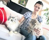 Kot w domu: Wybierz futrzaka z twoim charakterem