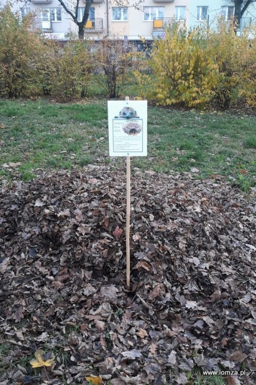 Łomża po raz kolejny wspiera proekologię. W mieście pojawiły się domki dla... jeży [zdjęcia]