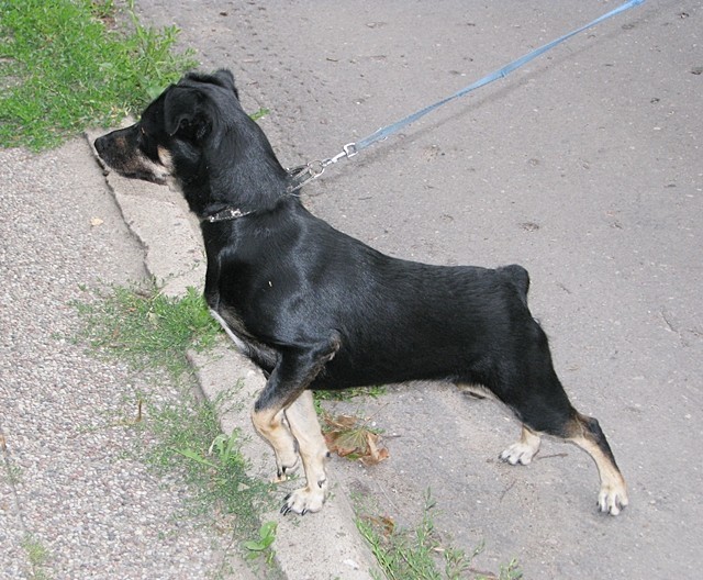 Malbork. Pies znaleziony na Piaskach. Stowarzyszenie Reks szuka właścicieli