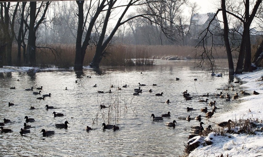 Stado zimujących na rzece kaczek.Fot. Dorota Michalczak