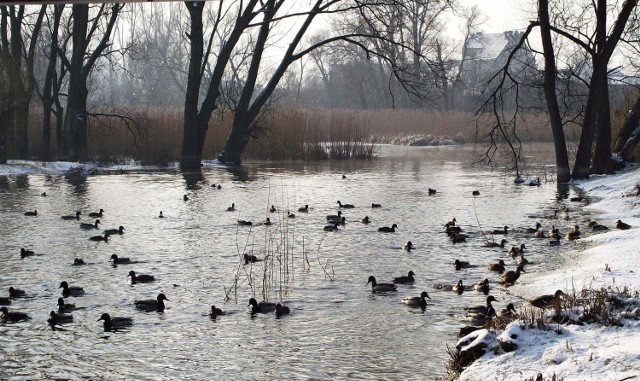 Stado zimujących na rzece kaczek.
Fot. Dorota Michalczak