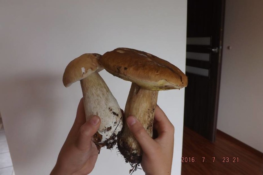 Zdjęcia grzybów, które kilka lat temu trafiły do naszej...