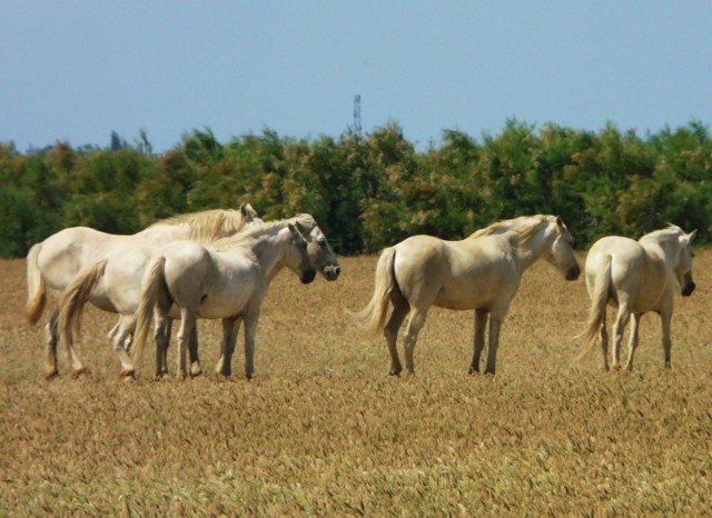 Białe konie rasy Camargue.
Fot. Paweł Słabiak