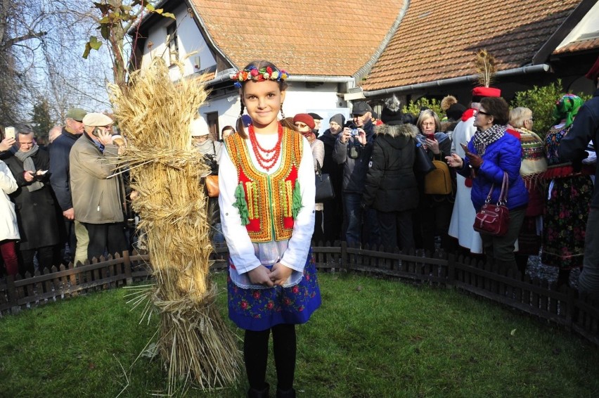 Ubiegłoroczne osadzanie chochoła w bronowickiej Rydlówce...