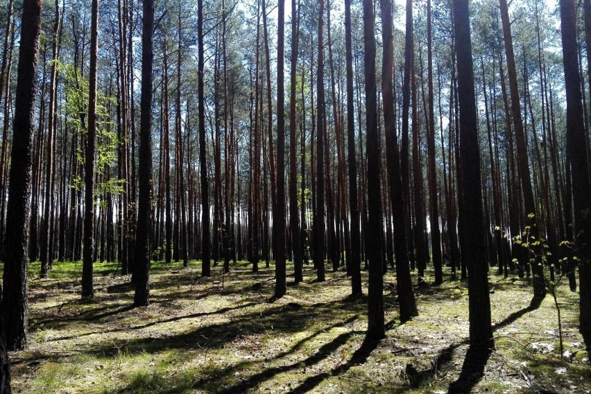 Najcześciej o kleszczach przypominamy sobie, kiedy wybieramy...