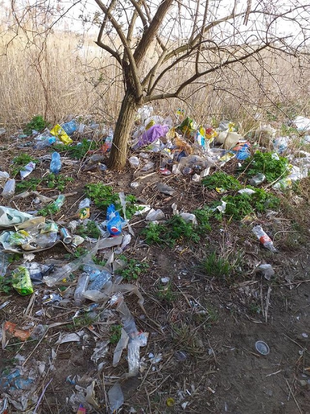 Każdego roku Polski Związek Wędkarski Koło nr 4 Gubin organizuje sprzątanie brzegów Nysy Łużyckiej na terenie miasta i gminy Gubin. Tak samo było w tym roku.