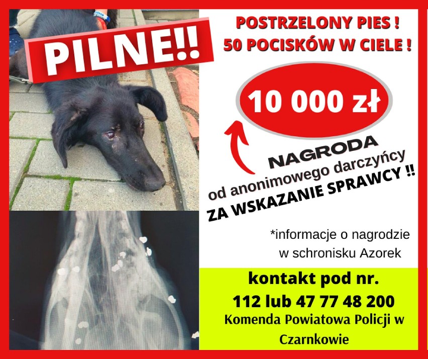 Skatowana bezpańskiego psa. Jest nagroda za wskazanie sprawcy