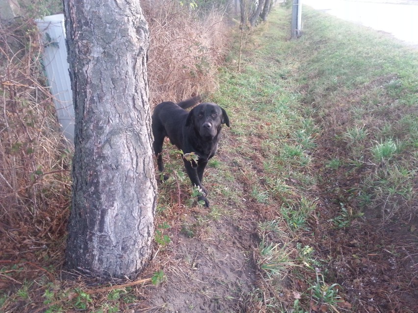 Czarny pies w typie labradora czeka na właściciela
