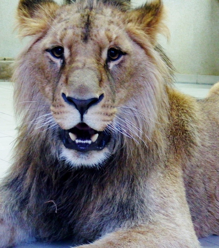 Bolek to nowy lew w chorzowskim zoo