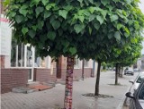 Rydułtowy: "Drzewo do przytulania" usztrykowały Panie z grupy #Pikotki. To seniorki, które działają na rzecz miasta i ochrony środowiska.