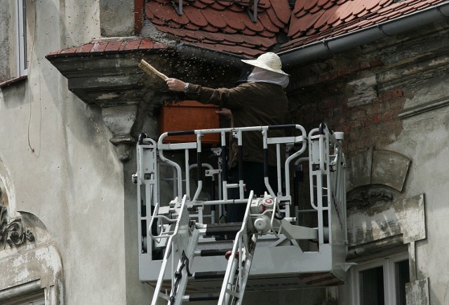 Rój pszczół na kamienicy w Legnicy