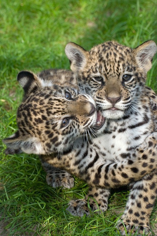 w ZOO urodziły się dwie samiczki jaguara