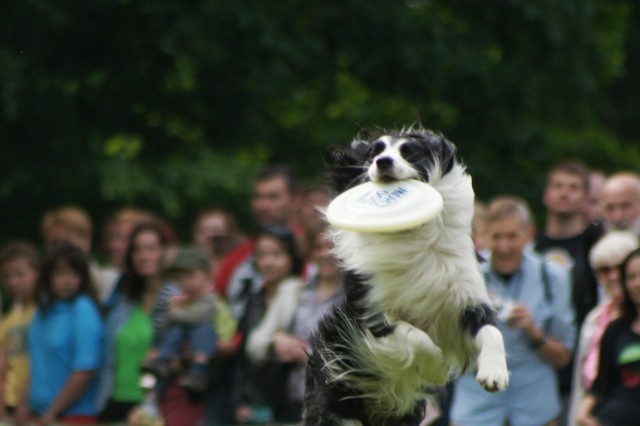 Dog Chow Disc Cup 2011 we Wrocławiu