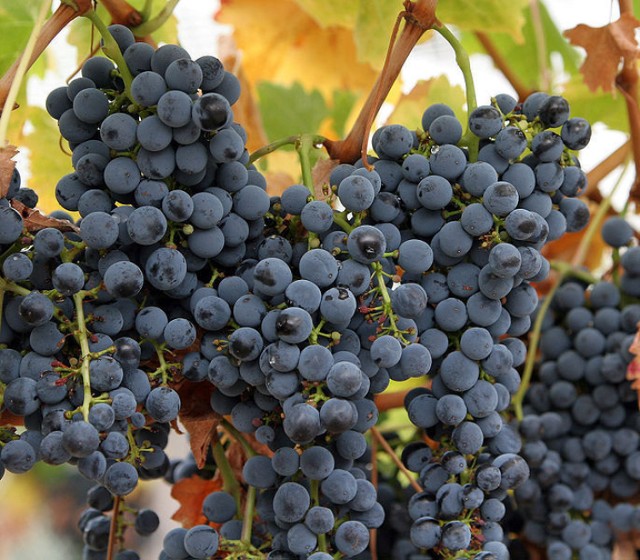 http://commons.wikimedia.org/wiki/File:Wine_grapes07.jpg