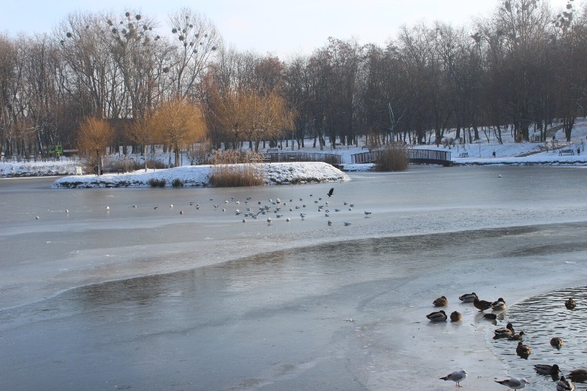 Park Kachla w Bytomiu na "biało". Zachwyca także zimową...