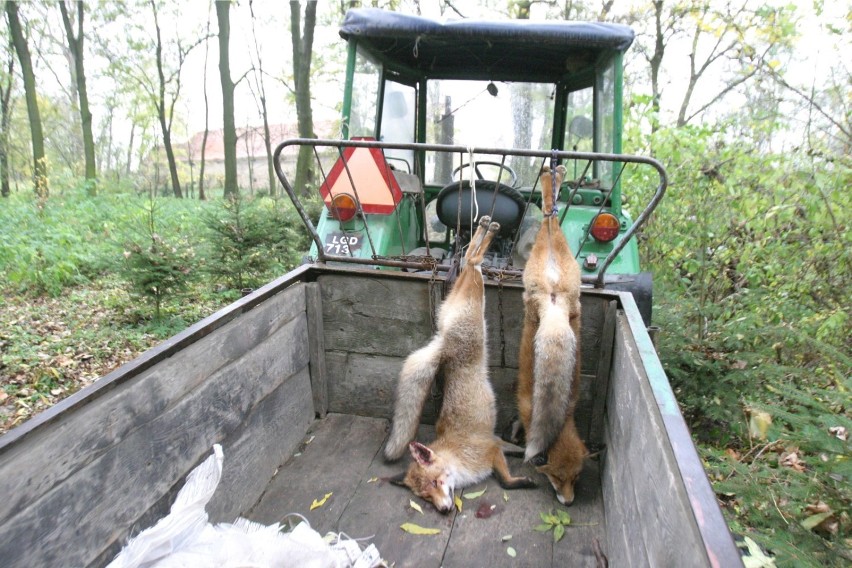 Na lisy można w Polsce zgodnie z prawem polować.
Sezon...
