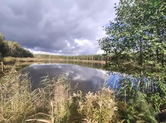 Jednym z najpopularniejszych stawów jest Staw Wolno Stary (pierwsze wzmianki o nim pochodzą z początku XX wieku), który położony jest tuż obok Stawu Nowo Starego, Stawu Czapli oraz Stawu Kolejowego Dolnego. W pobliżu znajdziemy również Staw Sarni Stary oraz Staw Sarni Nowy. Jest tutaj również Staw Żurawi, Rzymski, Rzymski Dolny, Dębowy, Dębowy Duży, Dębowy Średni, Dębowy Mały Górny, Palmowy, Dziczy Dolny, Urocze Dolne, Urocze Średnie, Urocze Górne, Senny Górne, Senny Średnie, Senny Dolny. Ilość stawów zaskakuje, a okolica, cisza i spokój oraz brak tłumnych wycieczek to miła niespodzianka. Tutejsze wody są bardzo czyste, o czym świadczy ilość różnorodnego ptactwa i olbrzymie małże. Woda, która zasila prawie wszystkie akweny w okolicach Węglińca jest niezwykle czysta, bowiem pochodzi w większości z górnego odcinaka Czernej Wielkiej (okolice Obłoku i Zagajnika).

Miejscem wartym uwagi jest też Asuana- ostoja turystyczno- przyrodnicza, gdzie można zrobić ognisko, a pod drewnianą wiatą schronić się przed deszczem. Wszystko w otoczeniu lasów i wody.

Stawy Parowskie polecają się na spacer!

