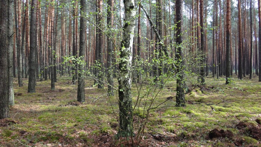 Wiosna w lesie