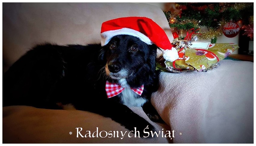 Adoptowane psy i koty z kaliskiego schroniska w świątecznej atmosferze ZDJĘCIA, WIDEO 