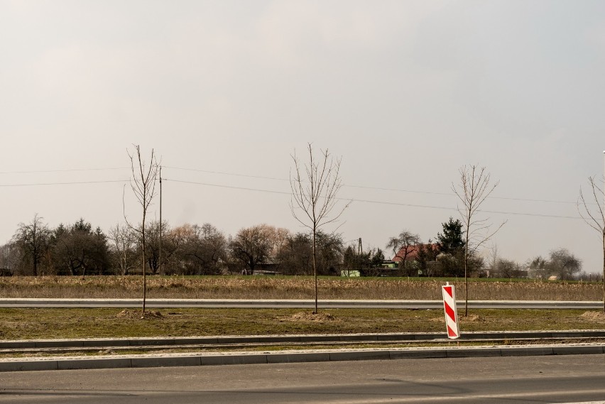 Drzewka na Kleczewskiej sadzone są pod nadzorem dendrologa