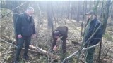 Nadleśnictwo ostrzega: Kornik ostrozębny w wolsztyńskich lasach. Drzewa przeznaczono do wycinki