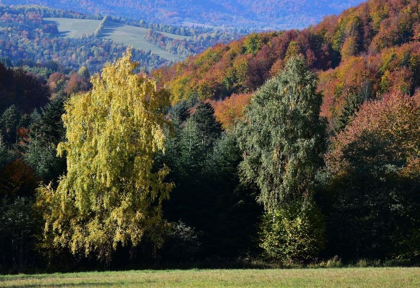 Bieszczady najpiękniejsze są jesienią [ZDJĘCIA]