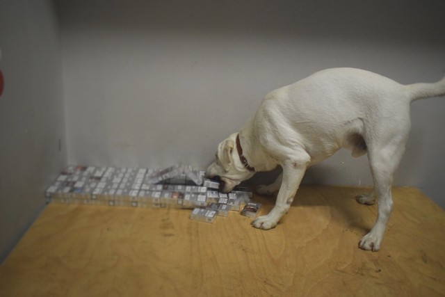 Z pomocą Rico, 2-letniego labradora wyszkolonego do wyszukiwania wyrobów tytoniowych, dotarli do przerobionej skrytki za deską rozdzielczą