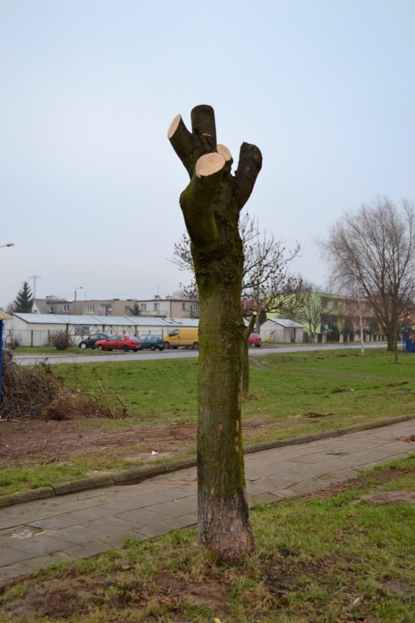 Przycinka drzew w Nowym Dworze Gdańskim
